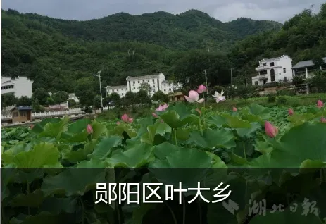 郧阳区叶大乡